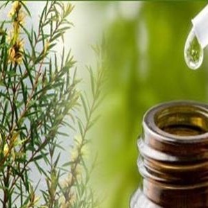 RACINE VITA Huile essentielle de l'arbre à thé 10 ml parapharmacie marrakech en ligne Bio – Phytoterapie Huiles essentielles - Aromatherapie